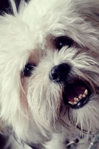 Preview wallpaper dog, face, mouth open, fluffy