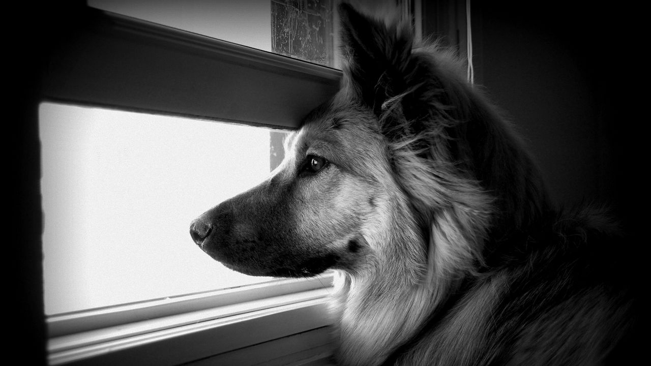 Wallpaper dog, face, profile, window, watching, black and white