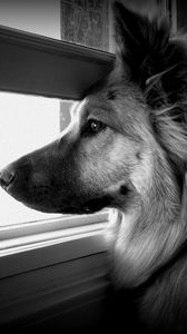 Preview wallpaper dog, face, profile, window, watching, black and white