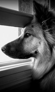 Preview wallpaper dog, face, profile, window, watching, black and white