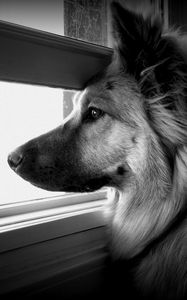 Preview wallpaper dog, face, profile, window, watching, black and white