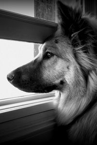 Preview wallpaper dog, face, profile, window, watching, black and white