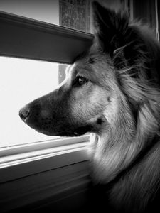Preview wallpaper dog, face, profile, window, watching, black and white