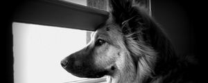 Preview wallpaper dog, face, profile, window, watching, black and white