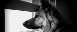 Preview wallpaper dog, face, profile, window, watching, black and white