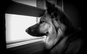 Preview wallpaper dog, face, profile, window, watching, black and white