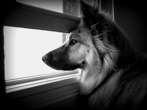 Preview wallpaper dog, face, profile, window, watching, black and white