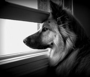 Preview wallpaper dog, face, profile, window, watching, black and white