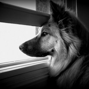 Preview wallpaper dog, face, profile, window, watching, black and white