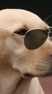 Preview wallpaper dog, face, sunglasses