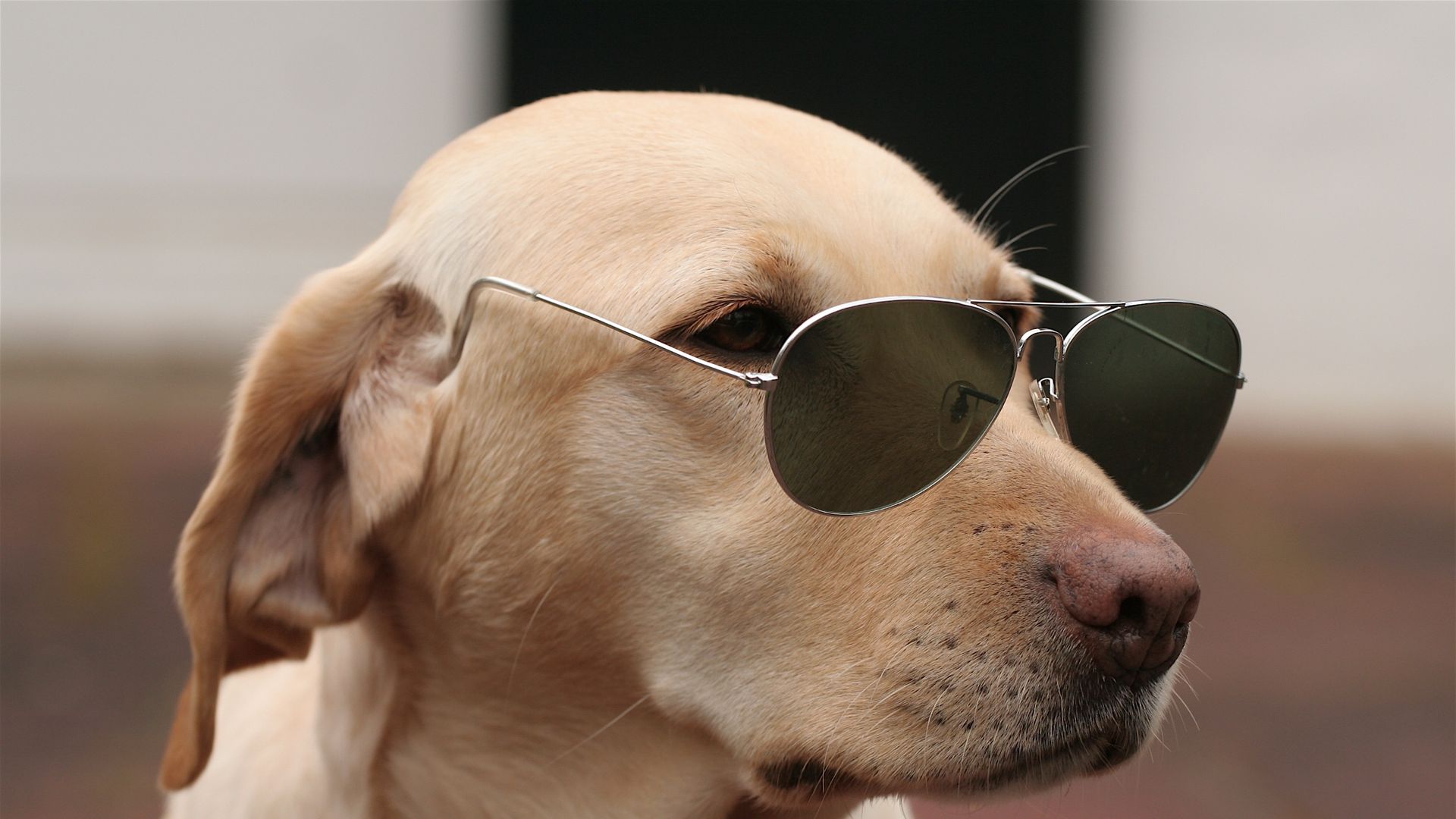 Download wallpaper 1920x1080 dog, face, sunglasses full hd, hdtv, fhd,  1080p hd background