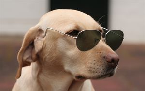 Preview wallpaper dog, face, sunglasses