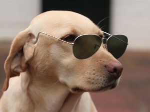 Preview wallpaper dog, face, sunglasses