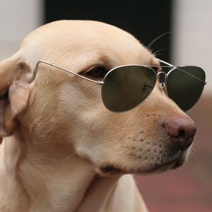 Preview wallpaper dog, face, sunglasses