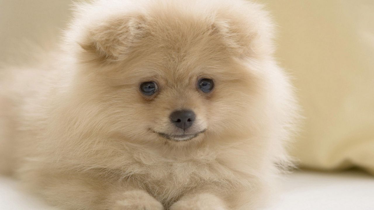Wallpaper dog, face, white, fluffy