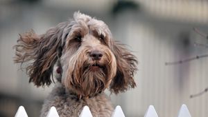 Preview wallpaper dog, face, wind, fence, puppy