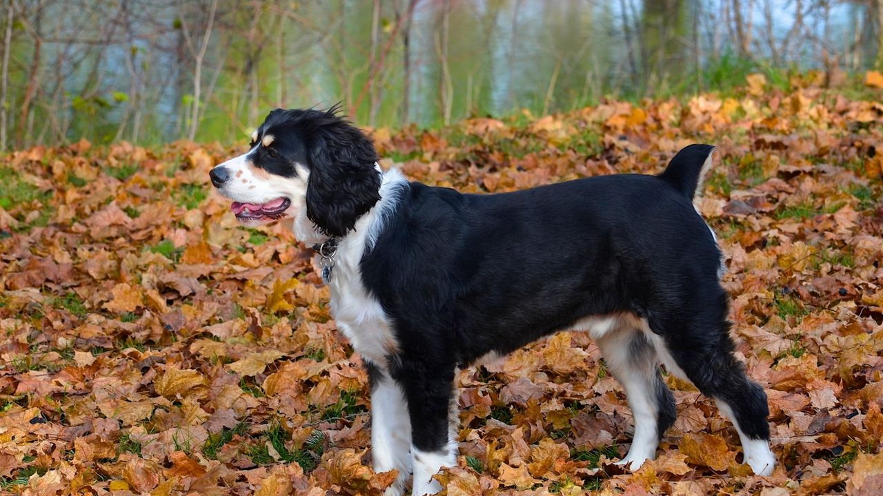 Wallpaper dog, fall, leaves