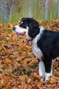 Preview wallpaper dog, fall, leaves