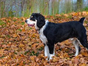 Preview wallpaper dog, fall, leaves