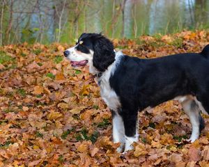 Preview wallpaper dog, fall, leaves