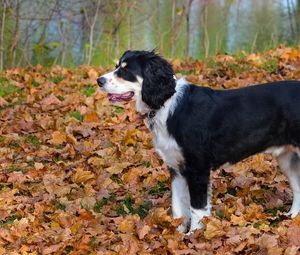 Preview wallpaper dog, fall, leaves