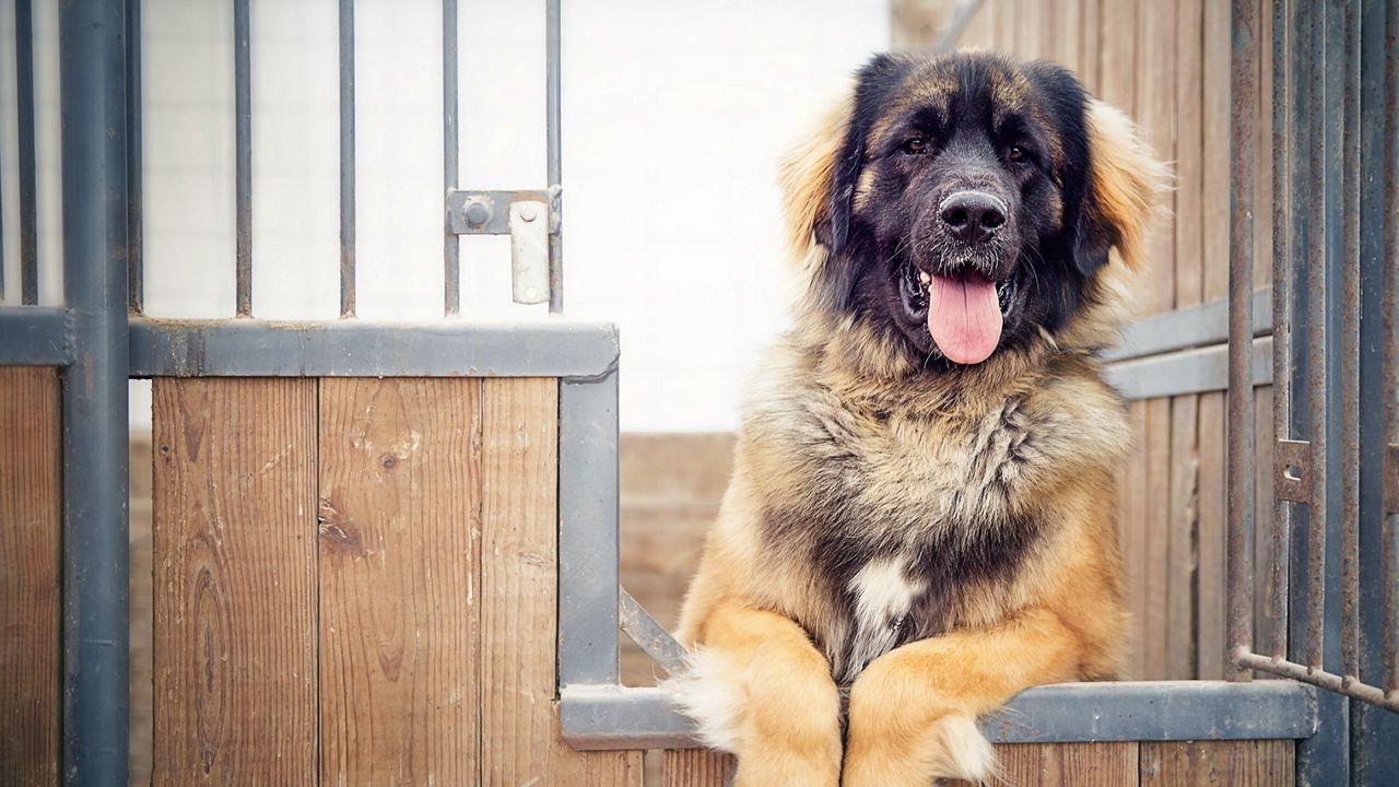 Wallpaper dog, fence, shepherd