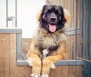 Preview wallpaper dog, fence, shepherd