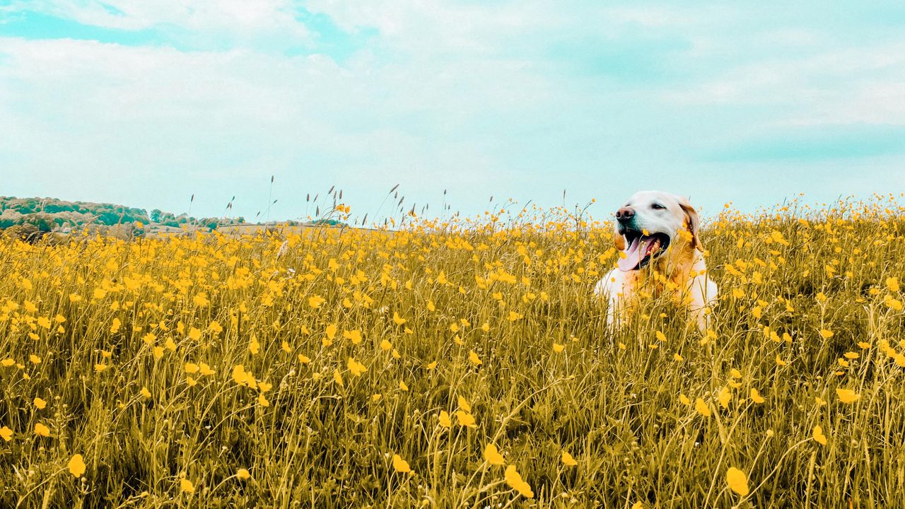 Wallpaper dog, field, flowers, protruding tongue, cute