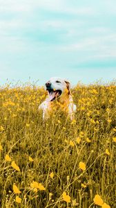 Preview wallpaper dog, field, flowers, protruding tongue, cute