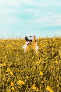 Preview wallpaper dog, field, flowers, protruding tongue, cute