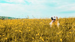 Preview wallpaper dog, field, flowers, protruding tongue, cute