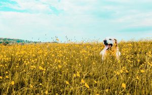 Preview wallpaper dog, field, flowers, protruding tongue, cute