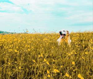Preview wallpaper dog, field, flowers, protruding tongue, cute
