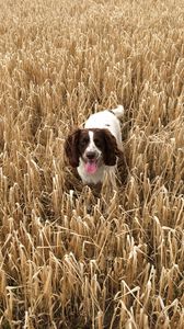 Preview wallpaper dog, field, grass, walk