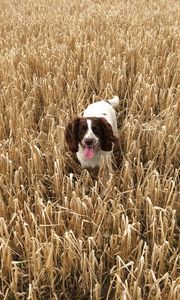 Preview wallpaper dog, field, grass, walk