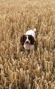 Preview wallpaper dog, field, grass, walk