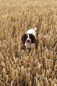 Preview wallpaper dog, field, grass, walk