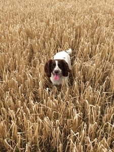 Preview wallpaper dog, field, grass, walk