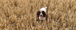 Preview wallpaper dog, field, grass, walk