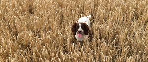 Preview wallpaper dog, field, grass, walk
