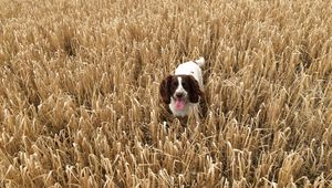 Preview wallpaper dog, field, grass, walk