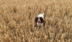 Preview wallpaper dog, field, grass, walk