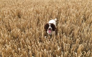 Preview wallpaper dog, field, grass, walk