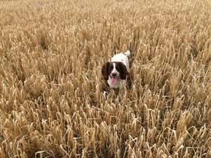 Preview wallpaper dog, field, grass, walk