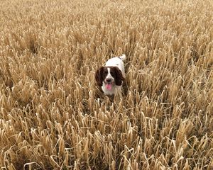 Preview wallpaper dog, field, grass, walk