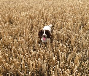 Preview wallpaper dog, field, grass, walk