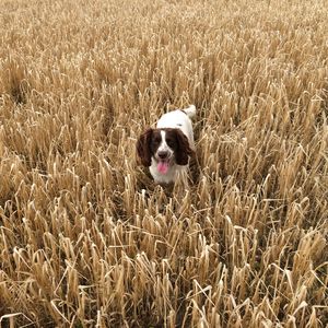 Preview wallpaper dog, field, grass, walk