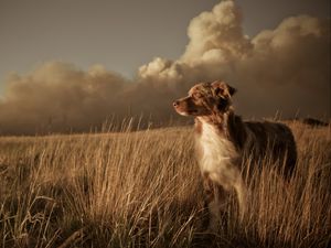Preview wallpaper dog, field, grass, wind, clouds