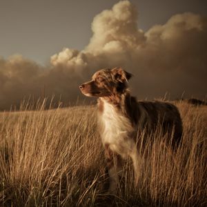 Preview wallpaper dog, field, grass, wind, clouds