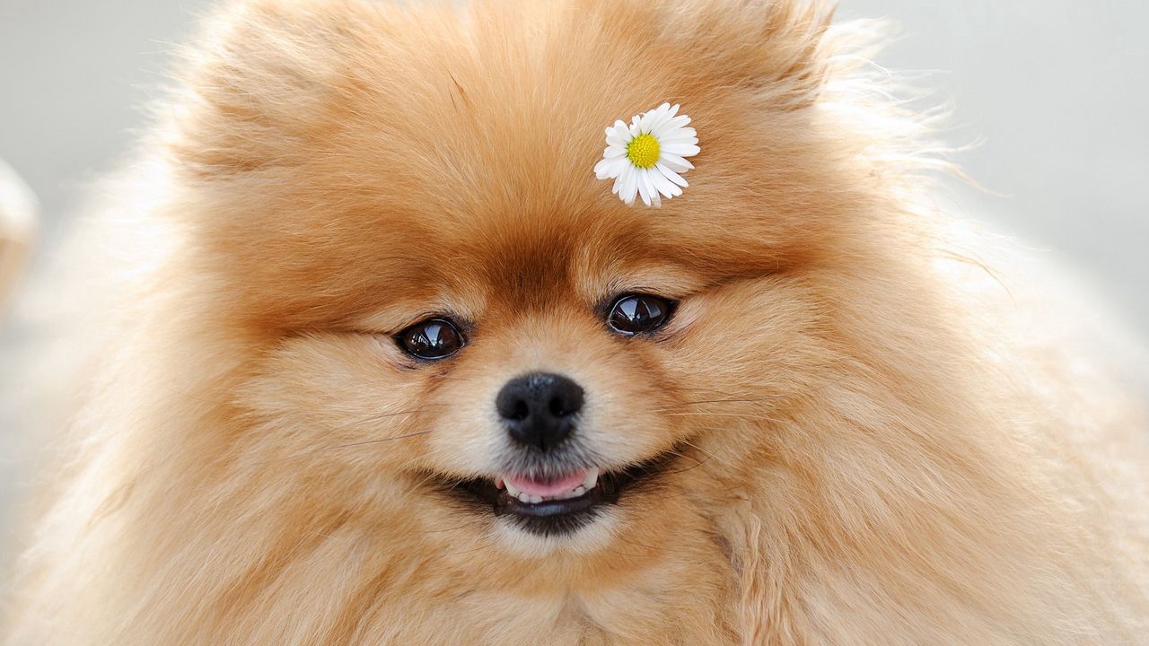 Wallpaper dog, flower, fluffy, muzzle, cute